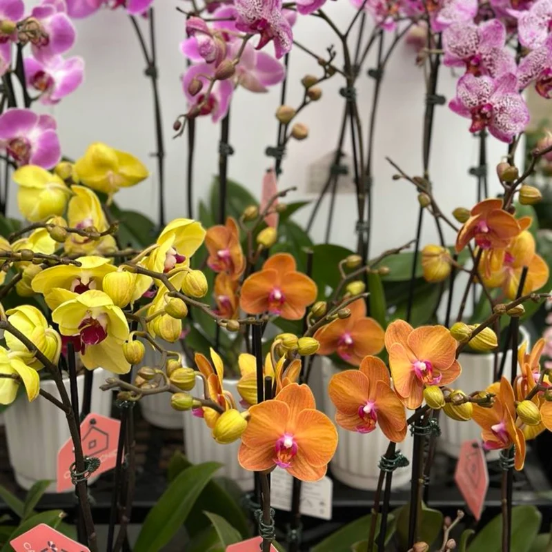 Phalaenopsis 1-2 tiges ( orchidée )