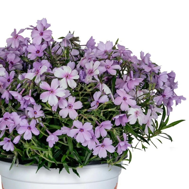 Phlox Rampant Série Woodlander (Phlox subulata)