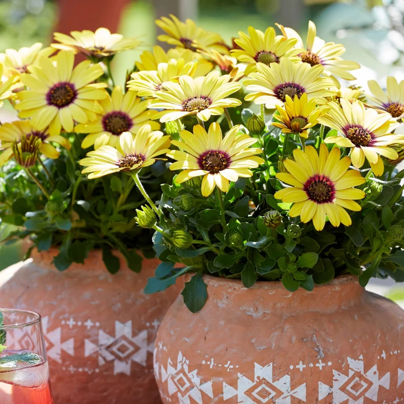 Osteospermum ecklonis SEÑORITAS® Kiki (Marguerite du Cap)