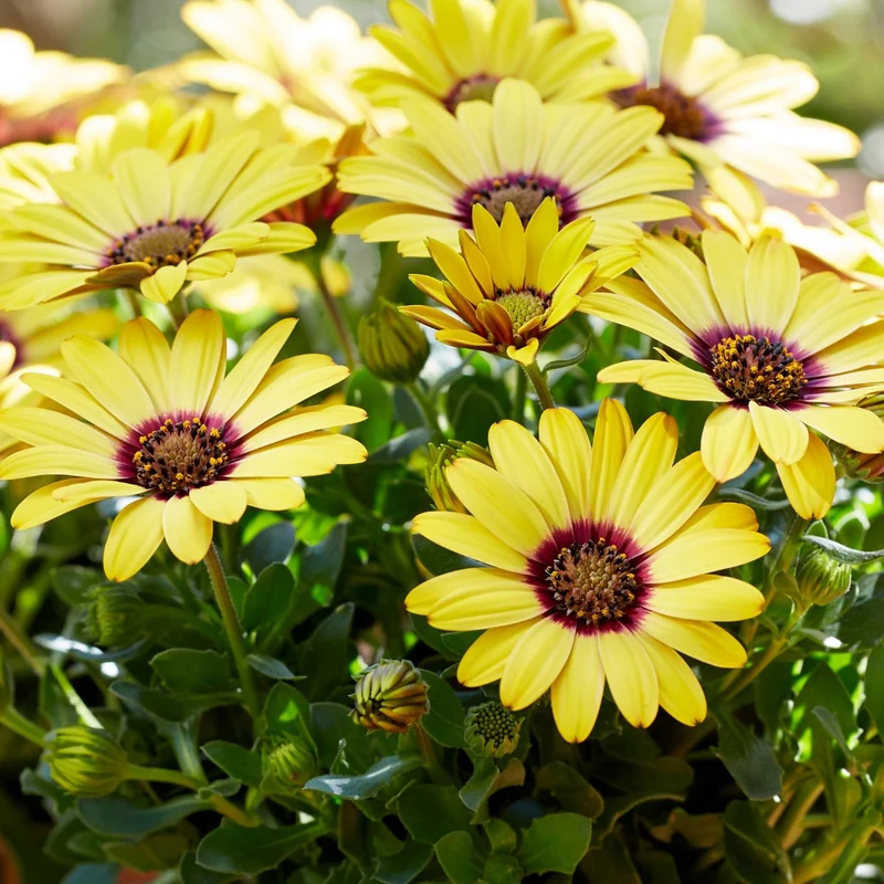 Osteospermum ecklonis SEÑORITAS® Kiki (Marguerite du Cap)