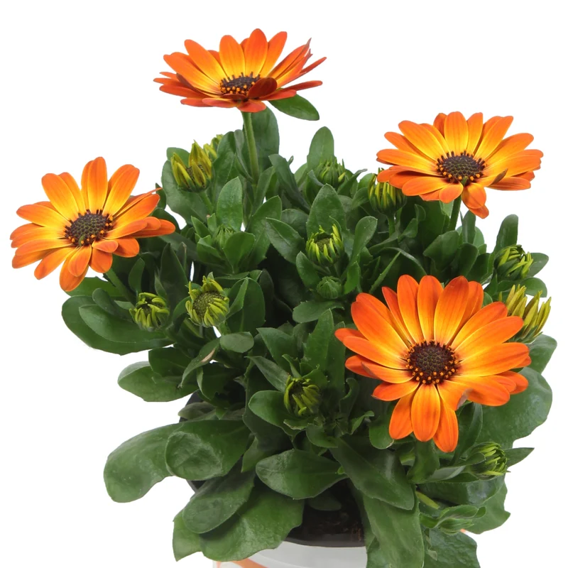 Osteospermum ecklonis SEÑORITAS® Amalia (Marguerite du Cap)