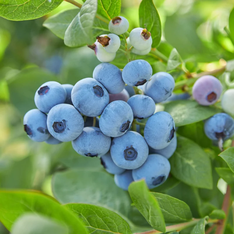 Bleuetier 'Top Shelf®' – Vaccinium corymbosum