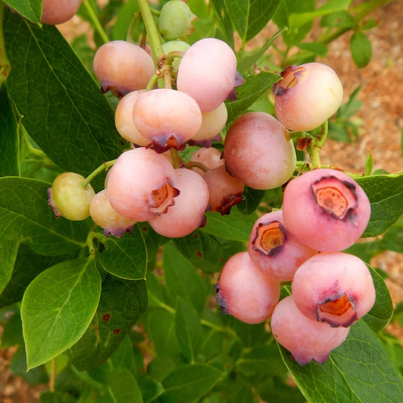 Bleuetier 'Pink Popcorn®' – Vaccinium corymbosum