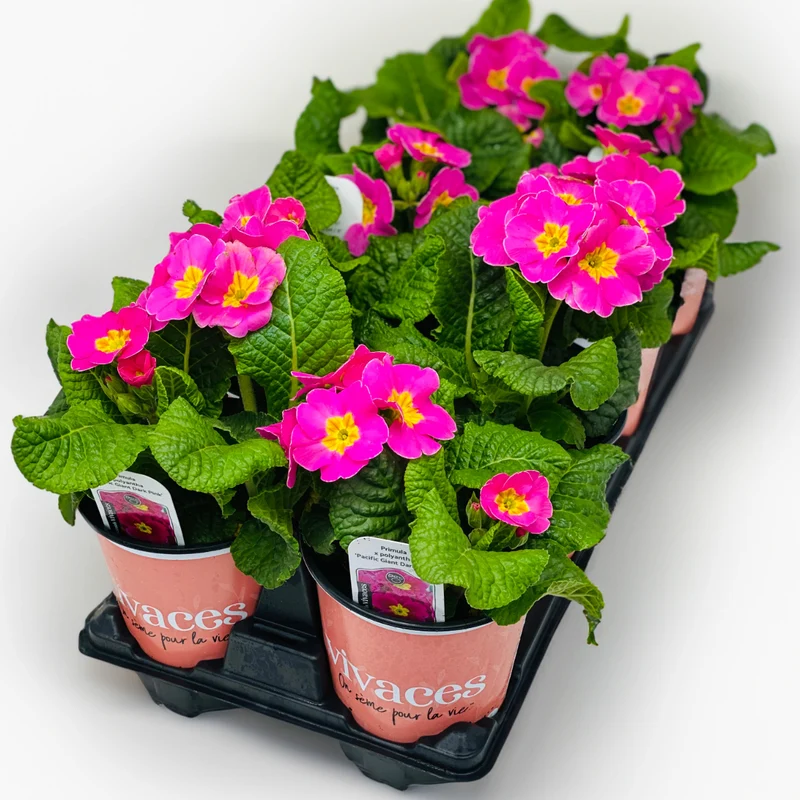 Sélection de vivaces à floraison hâtive