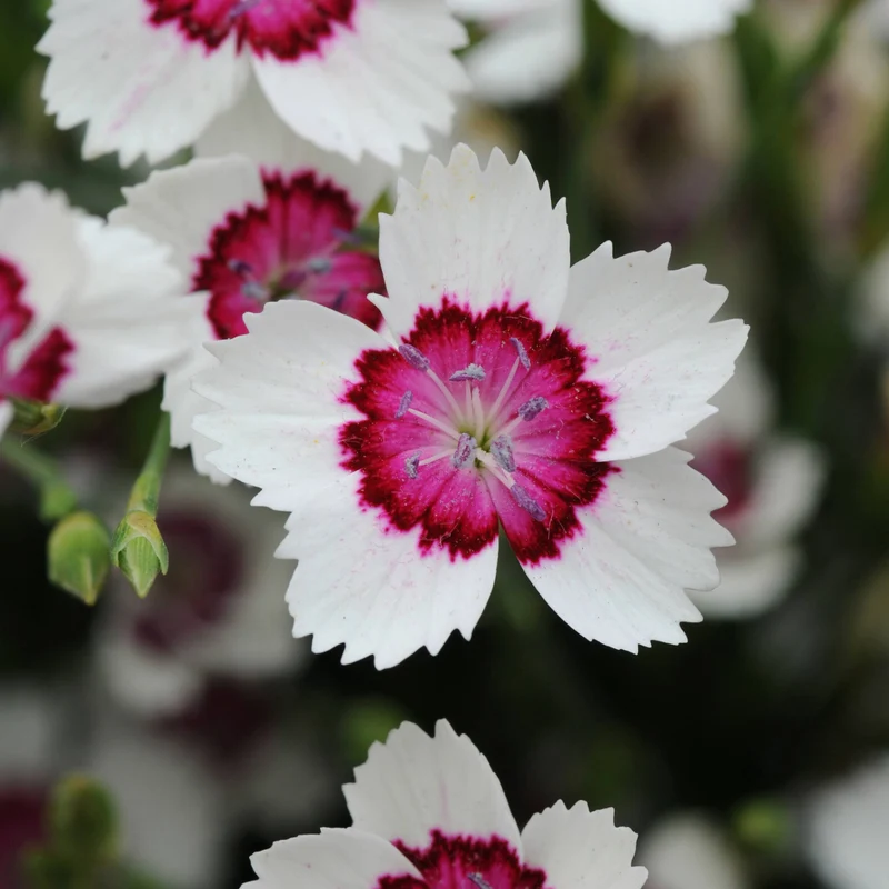 Sélection de vivaces à floraison hâtive