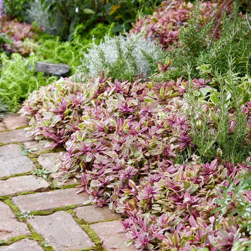 Sélection de vivaces à floraison hâtive