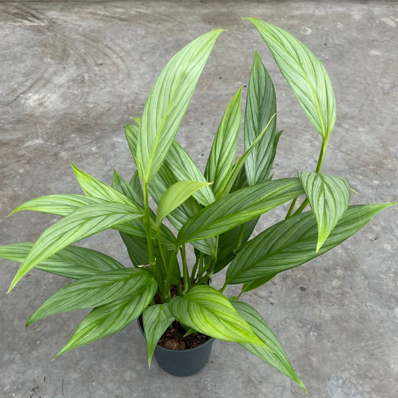 Epipremnum amplissimum 'Silver Stripe' panaché