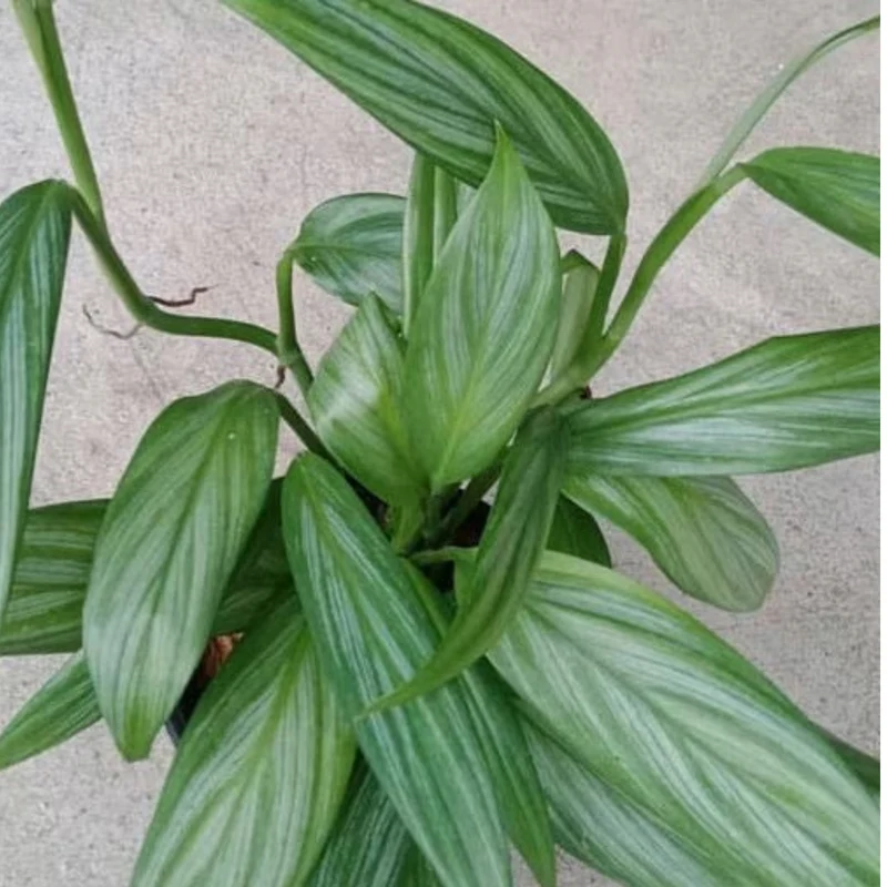 Epipremnum amplissimum 'Silver Stripe' panaché
