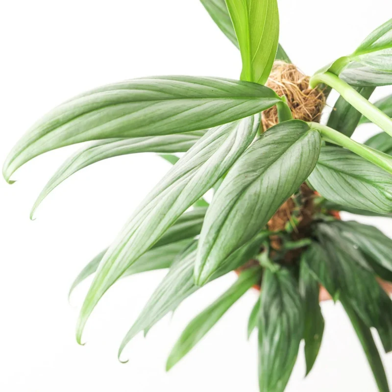 Epipremnum amplissimum 'Silver Stripe' panaché