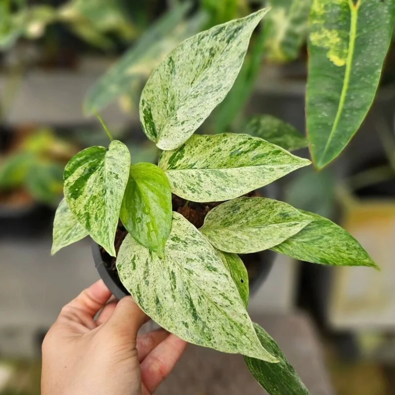 Epipremnum Hanoman sp 'Bali'