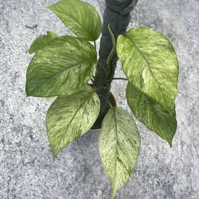 Epipremnum Hanoman sp 'Bali'