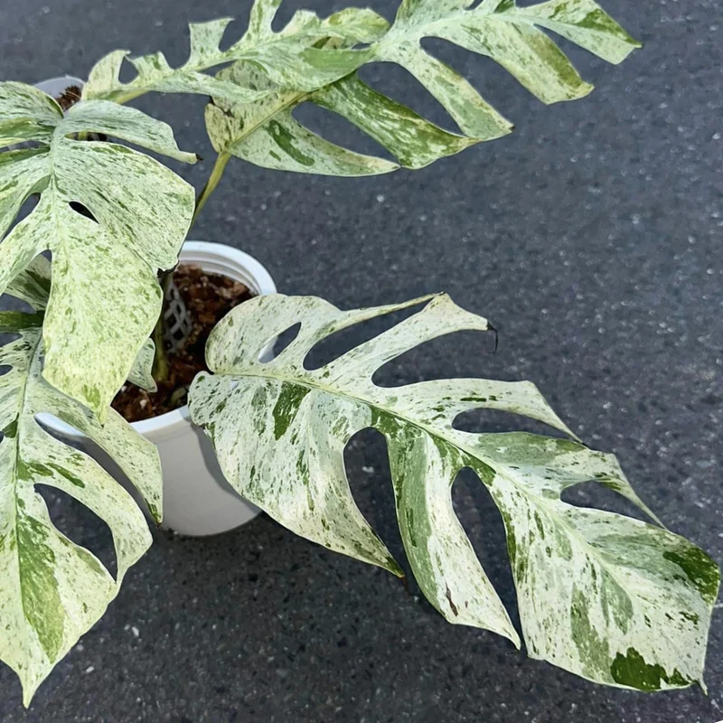 Epipremnum Hanoman sp 'Bali'