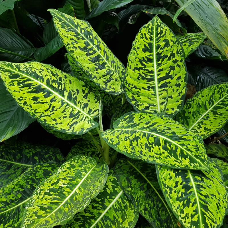 Dieffenbachia 'Reflector'