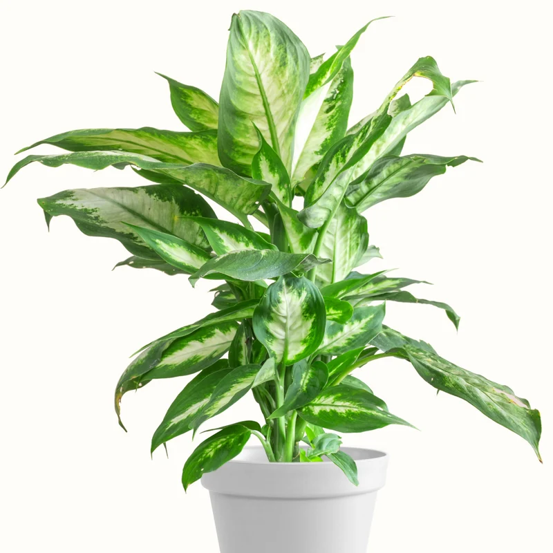Dieffenbachia Seguine 'Aurora