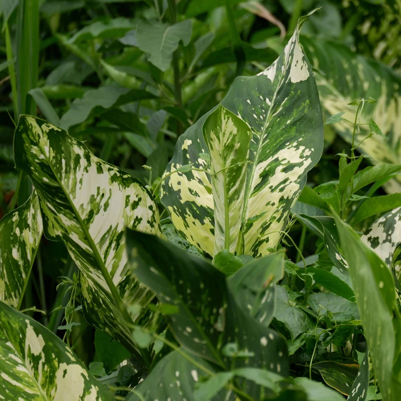 Dieffenbachia Seguine 'Aurora