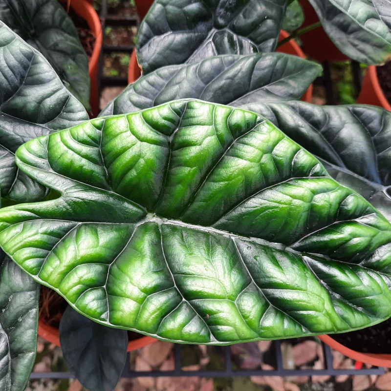 Alocasia sinuata