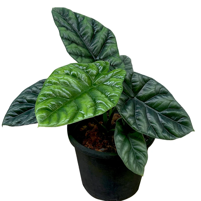 Alocasia sinuata