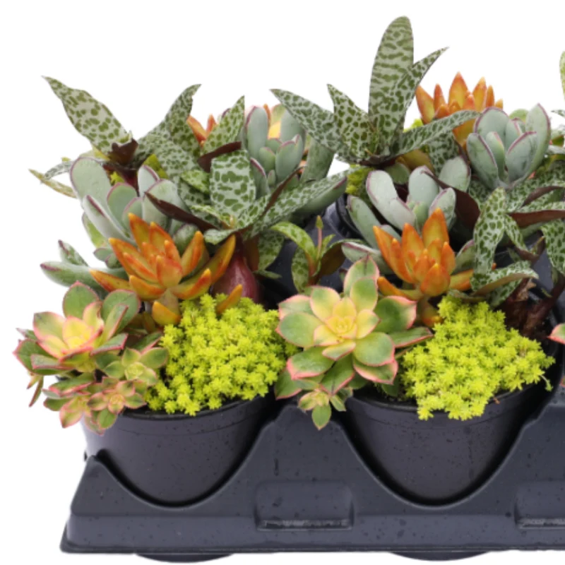 Jardins de succulentes assorties - Collection Living Canvas