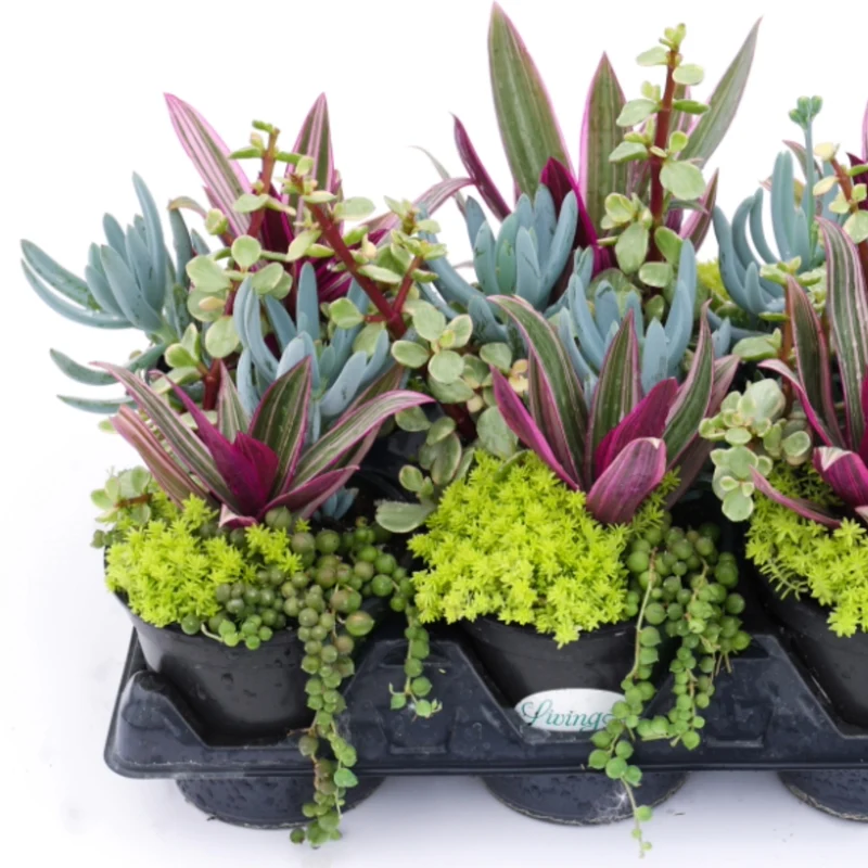 Jardins de succulentes assorties - Collection Living Canvas