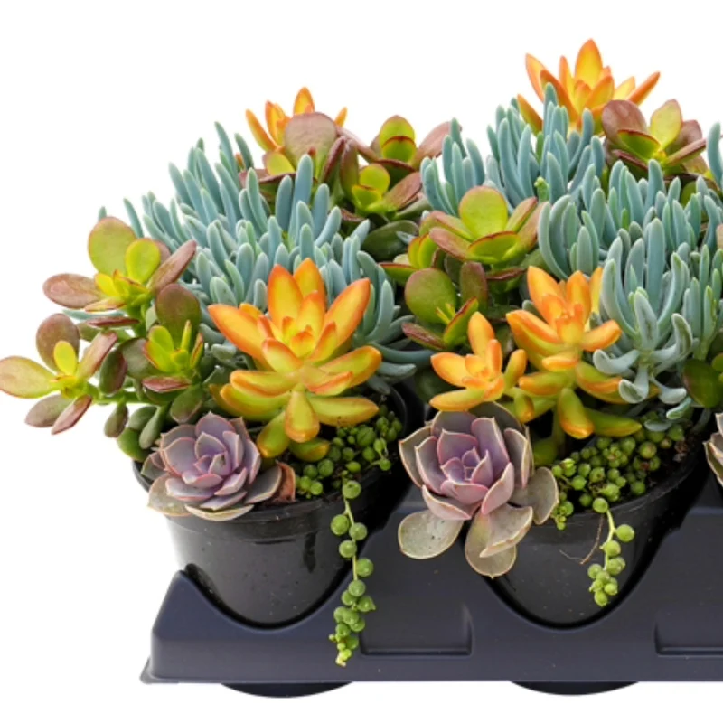 Jardins de succulentes assorties - Collection Living Canvas