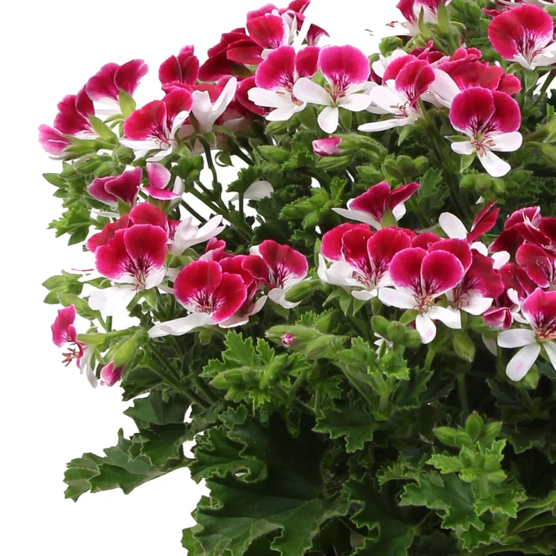 Pelargonium 'Mosquitaway Senna' – Géranium odorant Mosquitaway® Senna