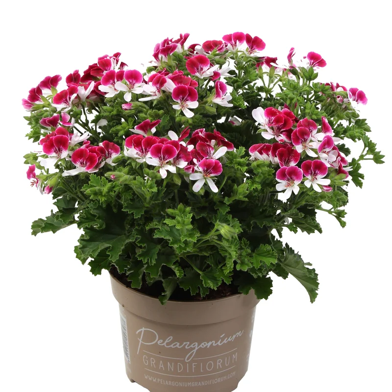 Pelargonium 'Mosquitaway Senna' – Géranium odorant Mosquitaway® Senna