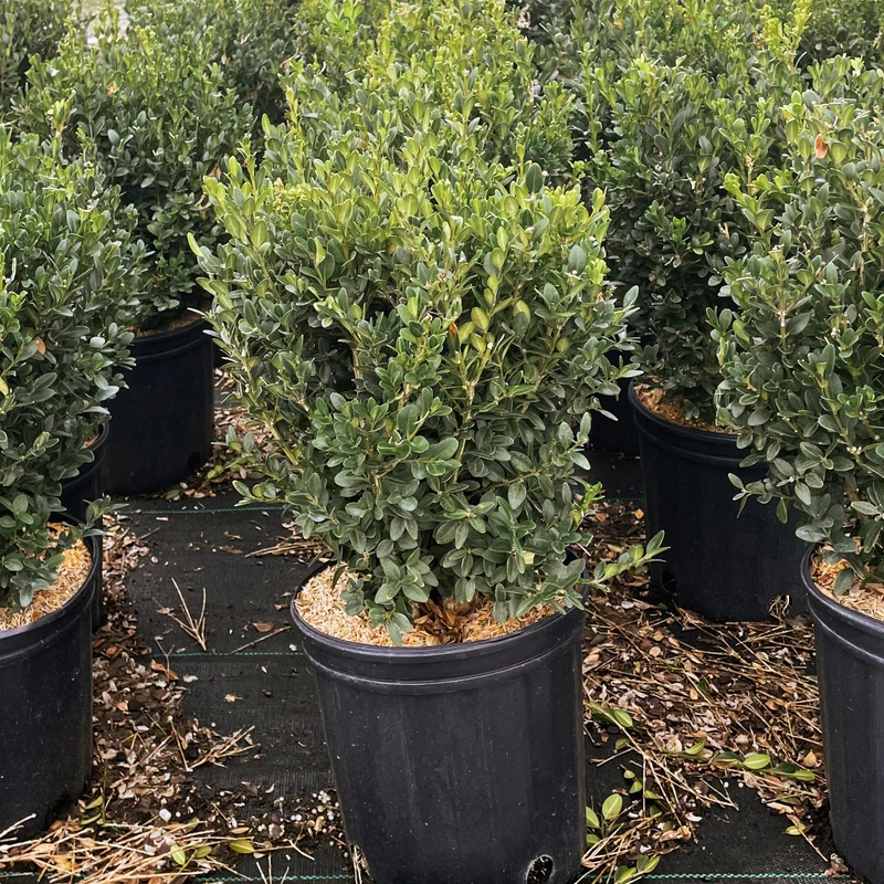 Buxus 'Green Mountain' – Buis 'Green Mountain'