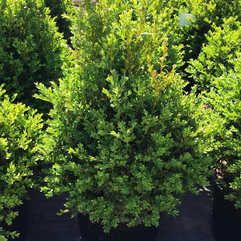Buxus 'Green Mountain' – Buis 'Green Mountain'