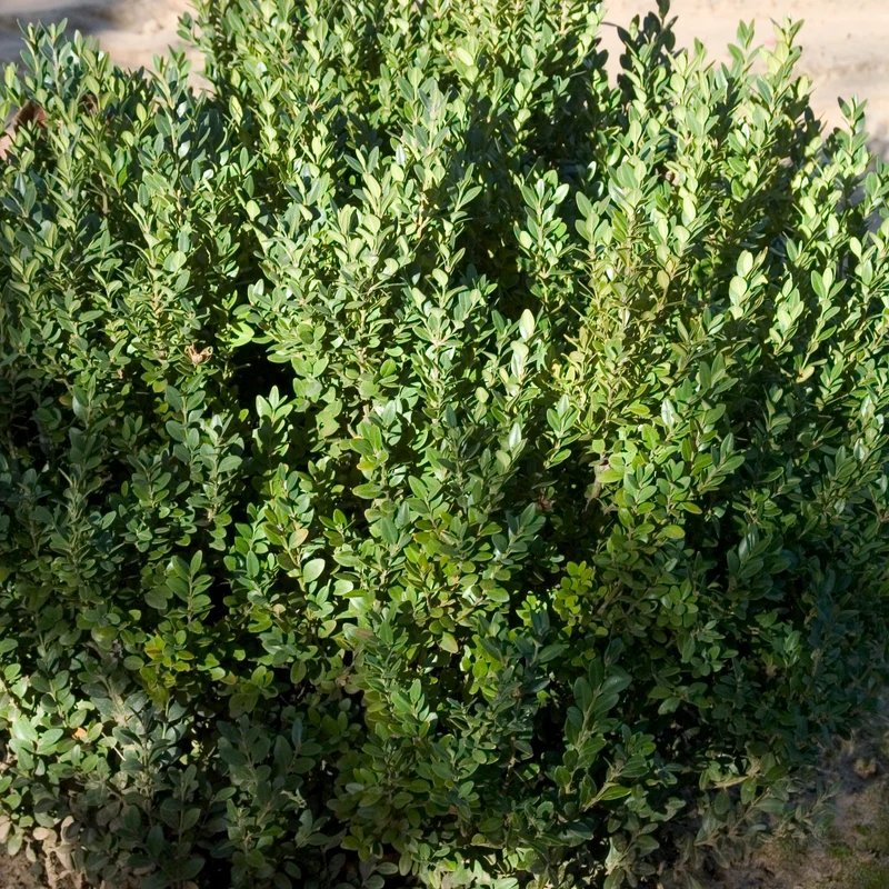 Buxus 'Green Mountain' – Buis 'Green Mountain'