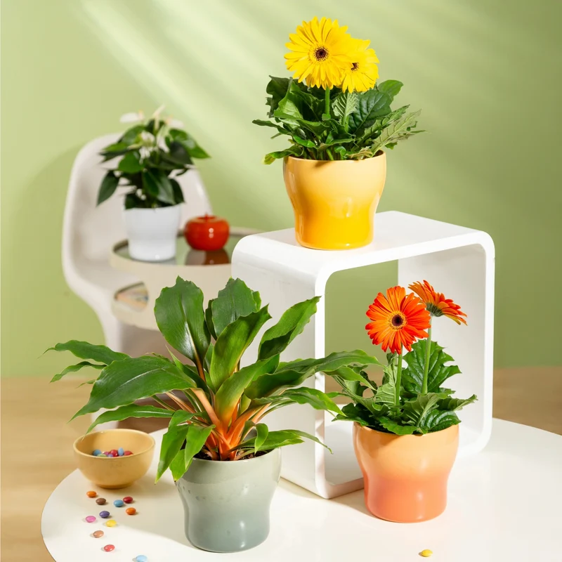 Cache-Pots Collection Fun Fiesta - Céramique