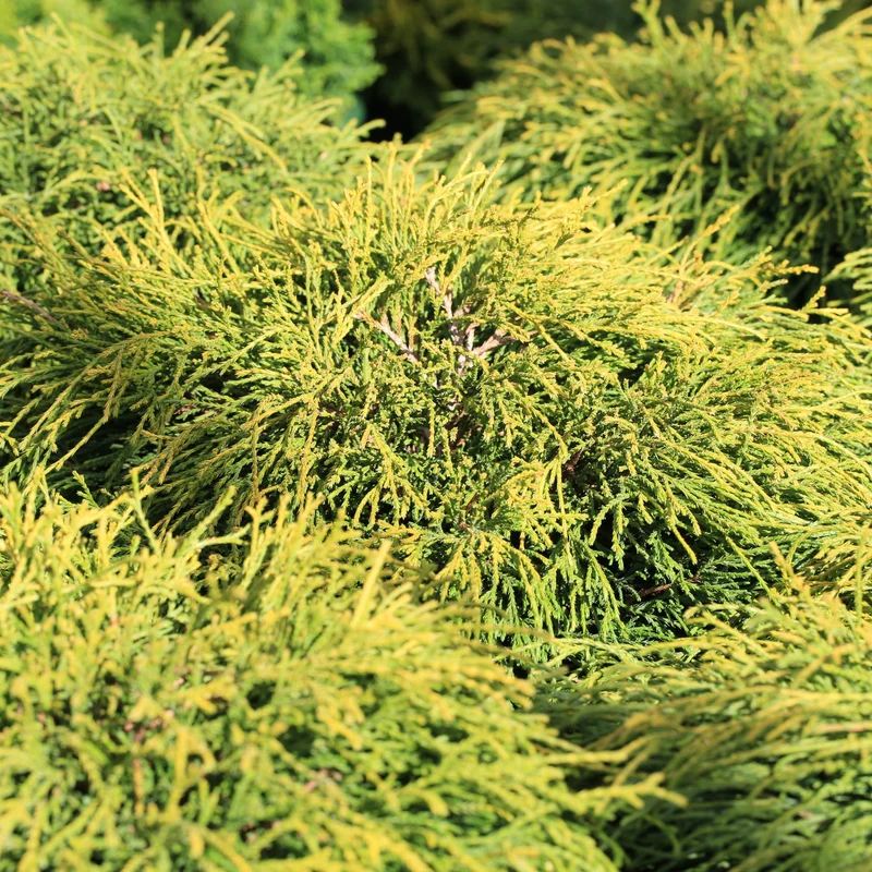 Cyprès de Sawara 'Sungold'