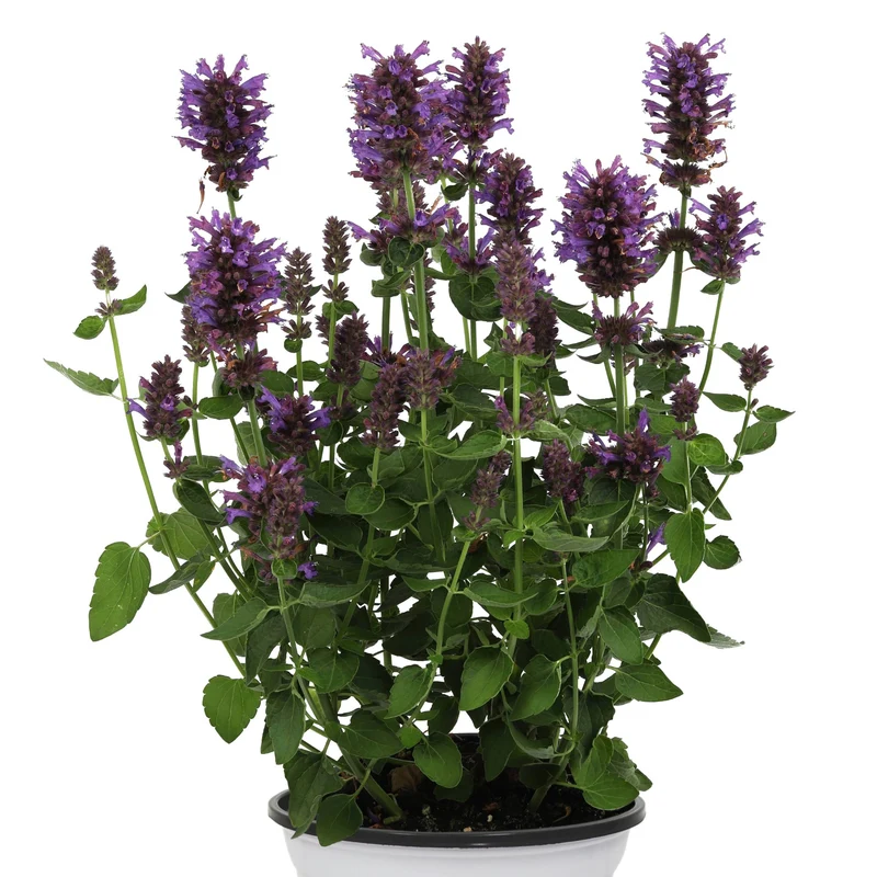 Agastache 'Honeysticks Purple'
