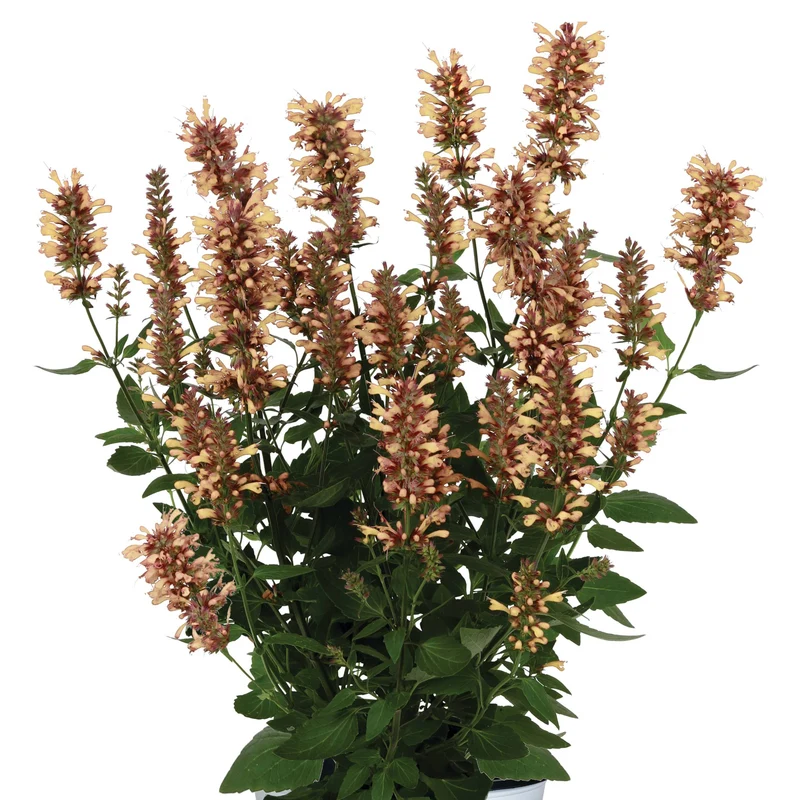 Agastache 'Honeysticks Sandstone'