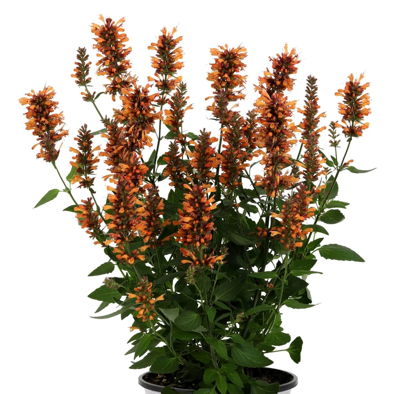 Agastache 'Honeysticks Ember'