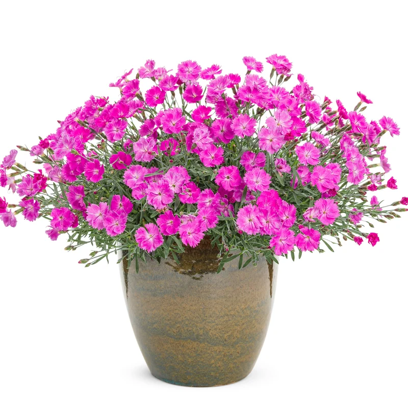 Oeillet 'Paint The Town Fuchsia'