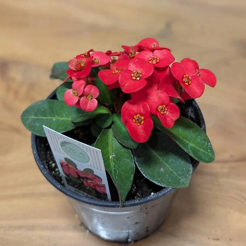 Euphorbia milii 'Zeus' (Couronne d'épines)