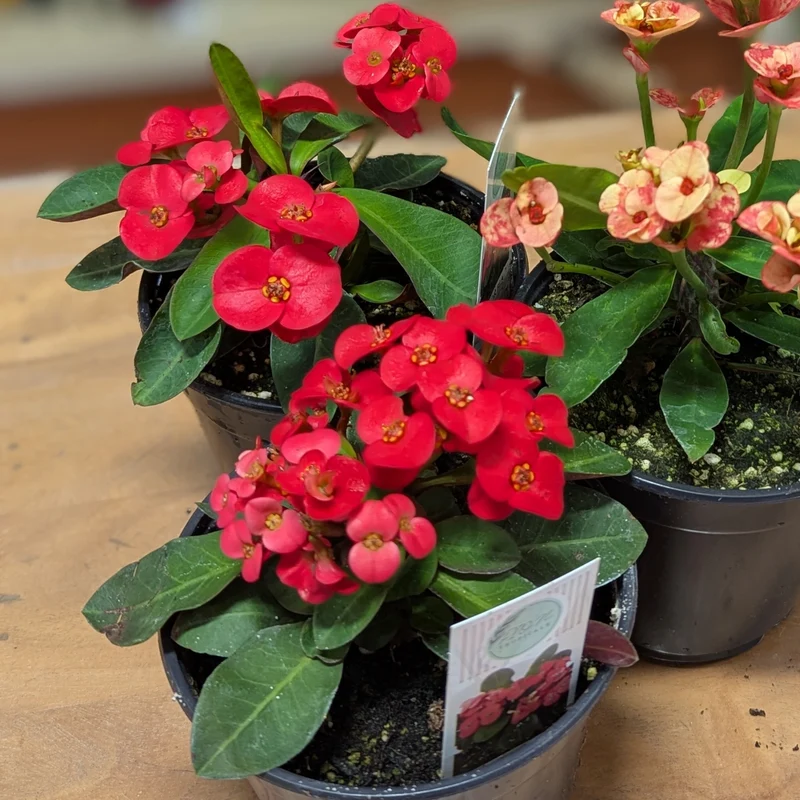 Euphorbia milii 'Zeus' (Couronne d'épines)