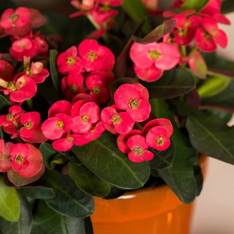 Euphorbia milii 'Zeus' (Couronne d'épines)