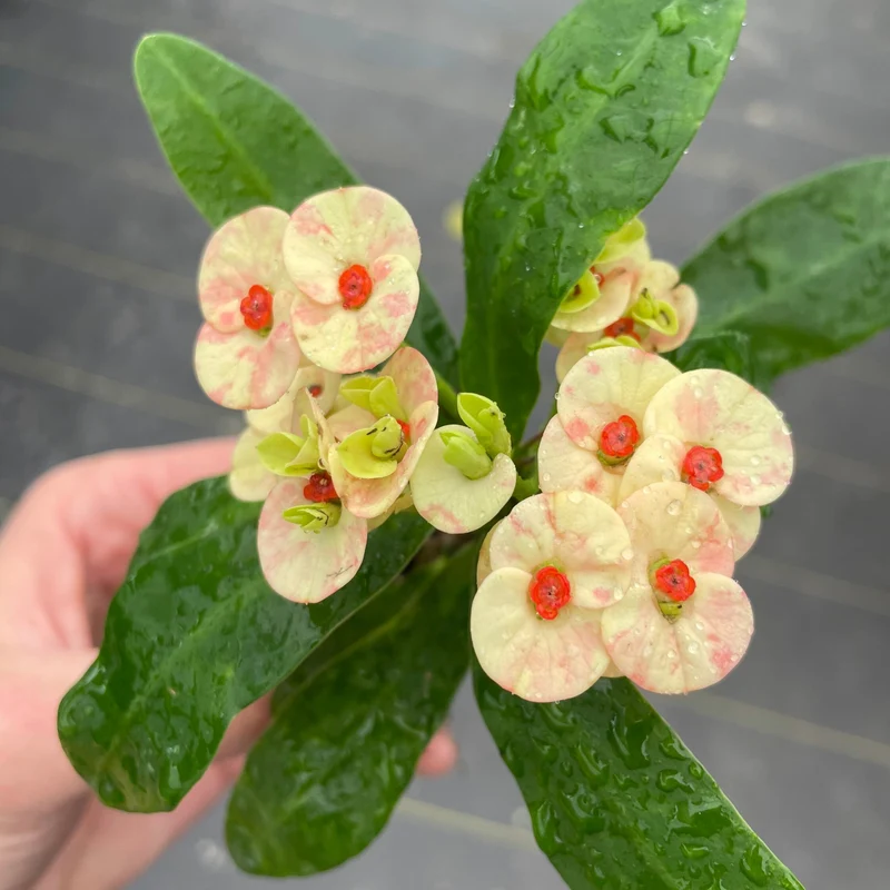 Euphorbia milii Maxi 'Zephyr' (Couronne d'épines)