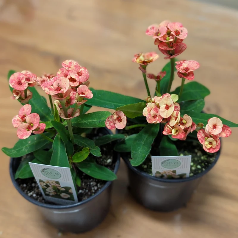 Euphorbia milii Maxi 'Zephyr' (Couronne d'épines)