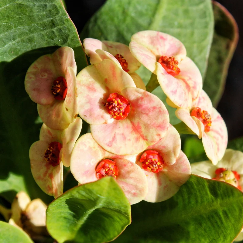 Euphorbia milii Maxi 'Zephyr' (Couronne d'épines)