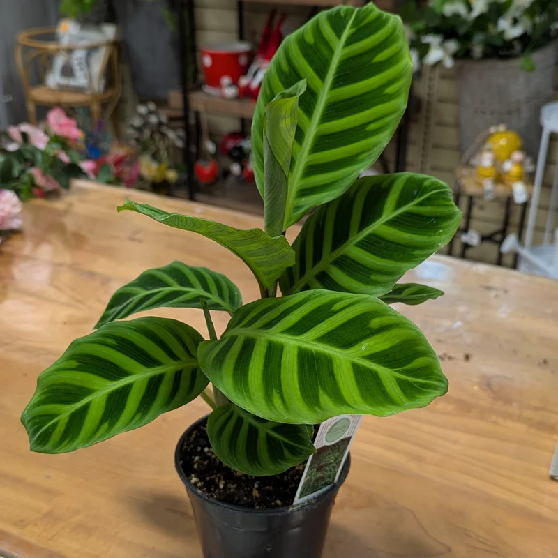 Calathea 'Zebrina'