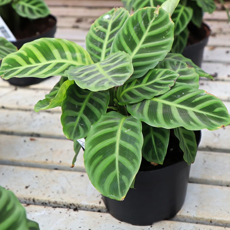 Calathea 'Zebrina'
