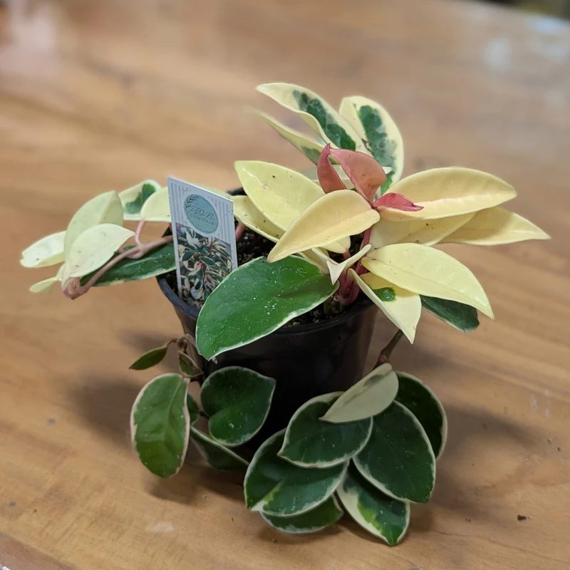 Hoya carnosa 'Krimson Queen' (Fleur de porcelaine, Hoya cireux)
