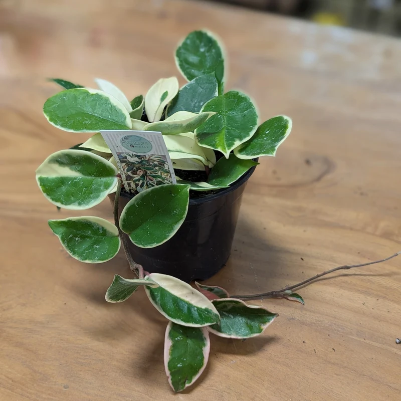 Hoya carnosa 'Krimson Queen' (Fleur de porcelaine, Hoya cireux)