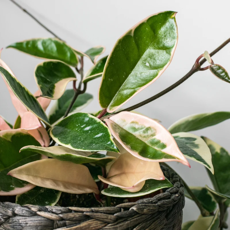 Hoya carnosa 'Krimson Queen' (Fleur de porcelaine, Hoya cireux)