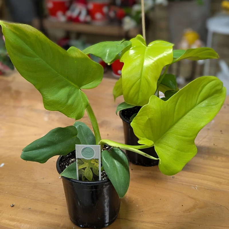 Philodendron bipennifolium 'Aurea'