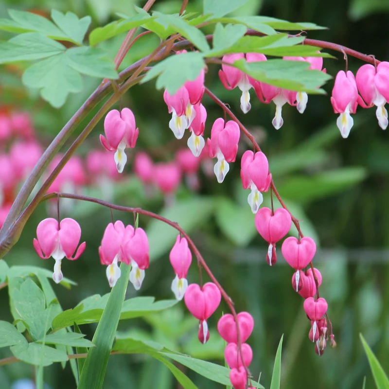 Dicentra spectabilis - Coeur-saignant (Commun)