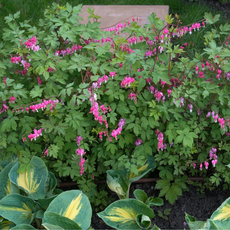 Dicentra spectabilis - Coeur-saignant (Commun)