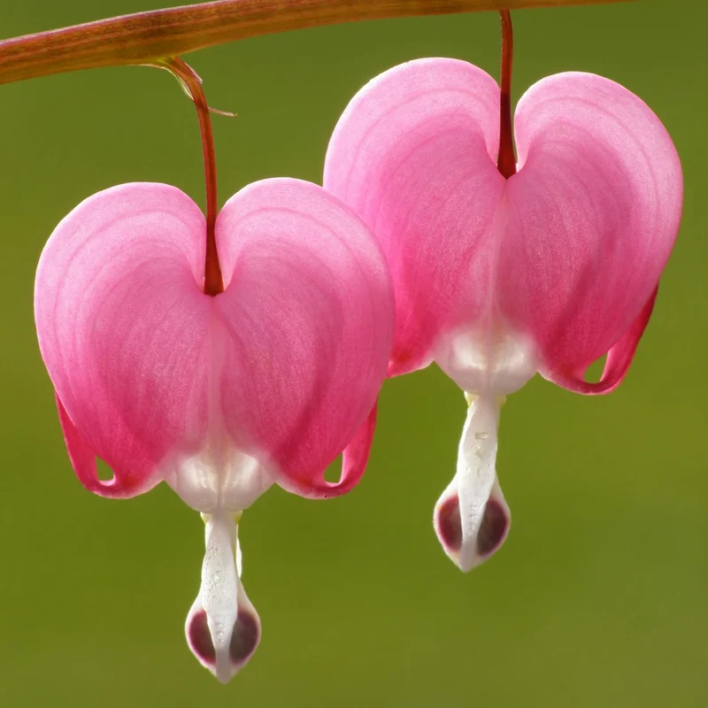 Dicentra spectabilis - Coeur-saignant (Commun)